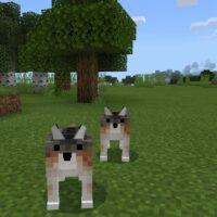Текстуры Собаки для Minecraft PE